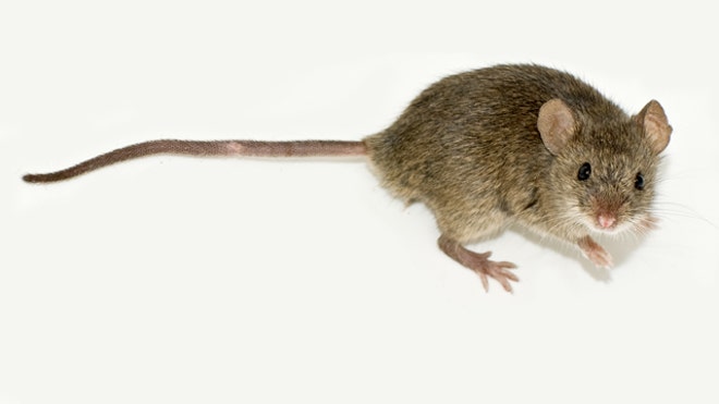 Mouse attraction